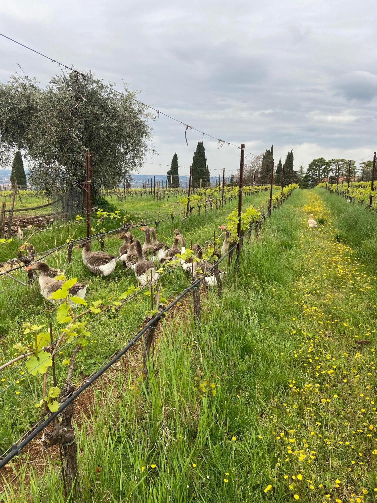 Villa La Vineria Di San Mattia Verona Exterior foto